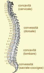 colonna-1